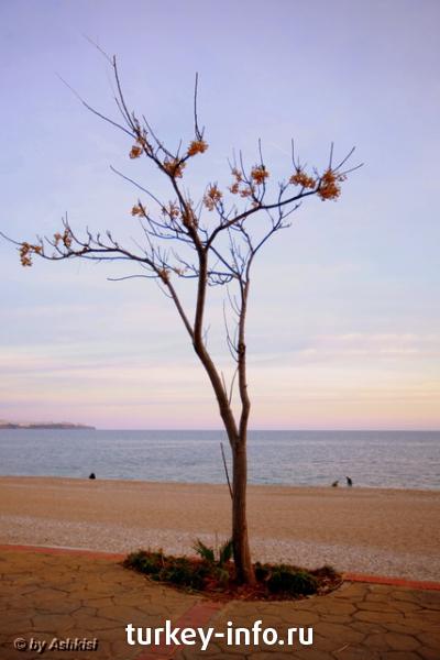Осень наступила, листики опали (с) (Ноябрь 2009)