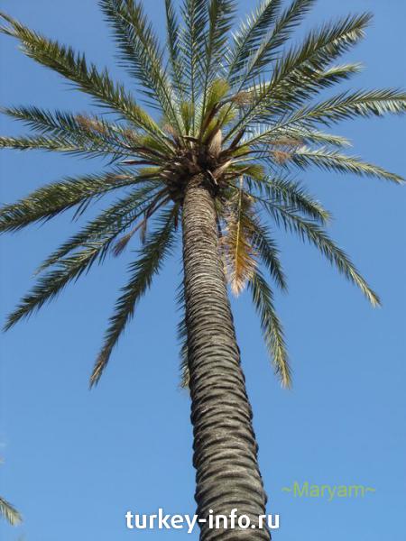 пальмы Алании