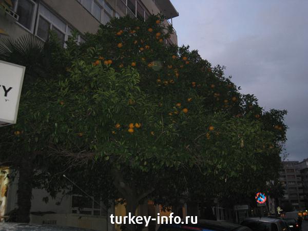 Апельсины на улице, до сих пор в шоке :)