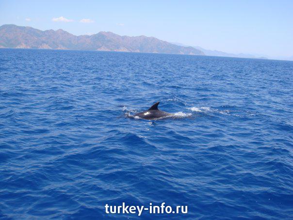 дельфин ф бухте дельфинов (эгейское побережье)