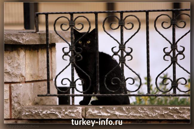 just black cat