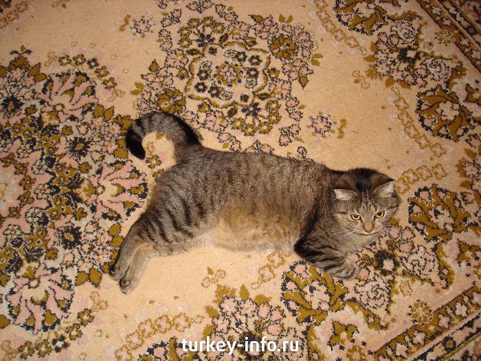 кот-толстун белорусский-обыкновенный