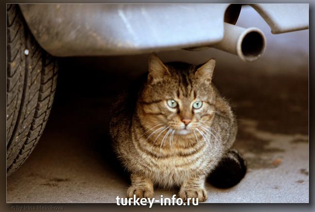 Турецкая  котейка ))