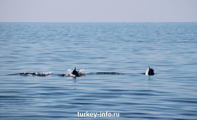 Черноморские дельфины