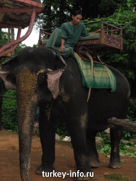 Слон. Камбоджа.