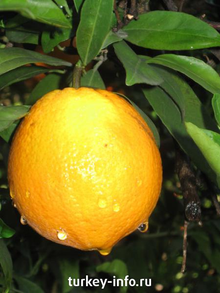 апельсиновые рощи Кемера после дождя(малый вариант))))