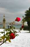 Зимние розы в Долмабахче
