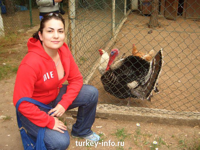 me and turkey)))