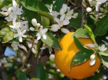 Карнавал цветения апельсинов в Адане.